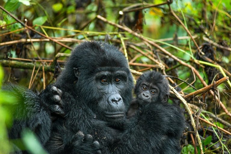 Rwanda Gorilla Trekking Guide 2027
