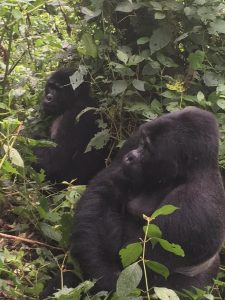Tanzania Safari and Rwanda gorilla trekking