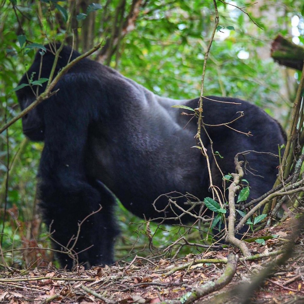 Popular animals in Uganda