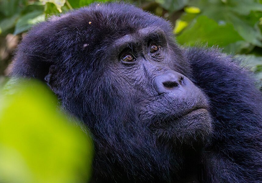 14 days Uganda and Rwanda Birding Safari