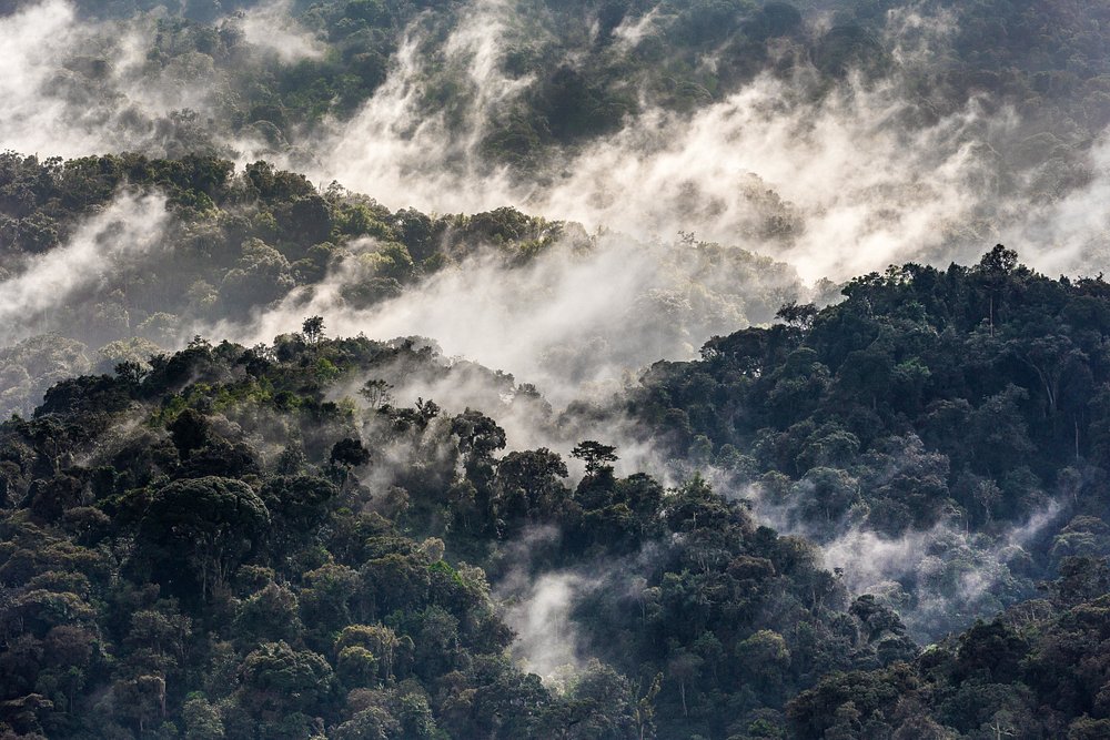 Nyungwe Forest 5946
