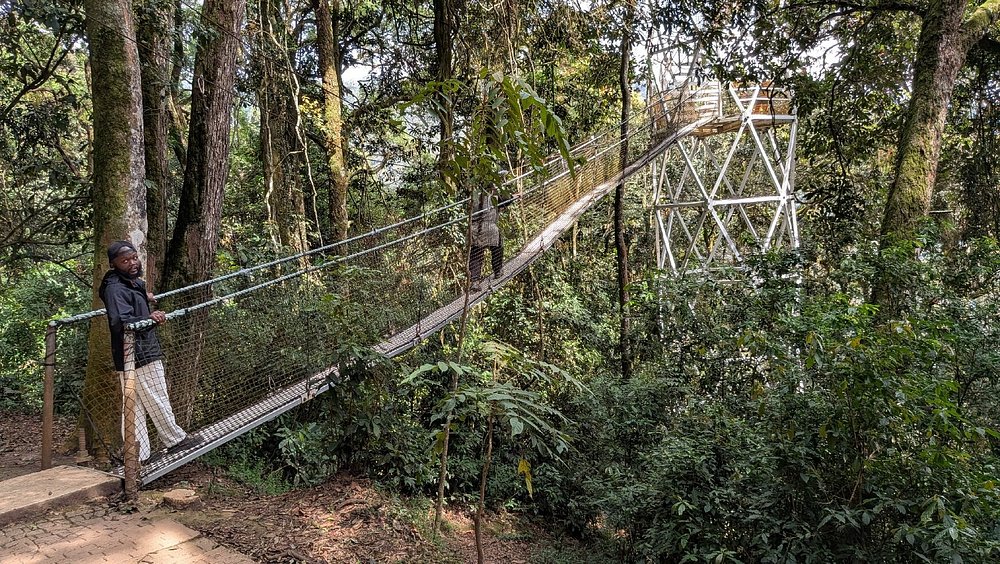 Walking trails in Nyungwe Forest