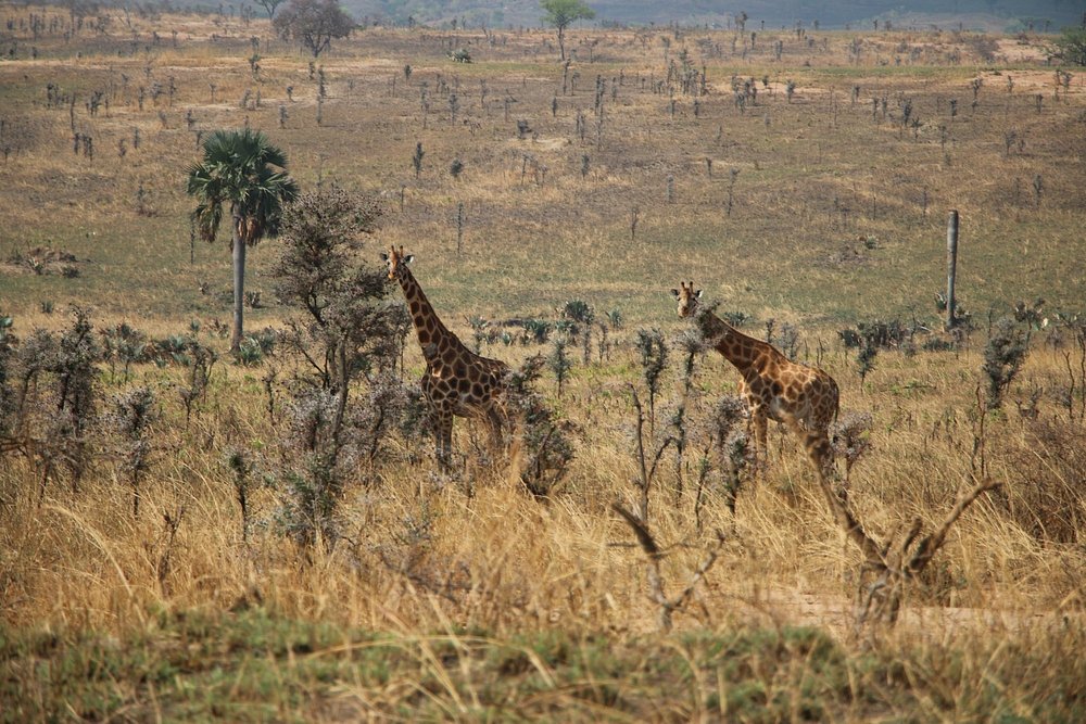 14 Days Uganda and Rwanda birding safari