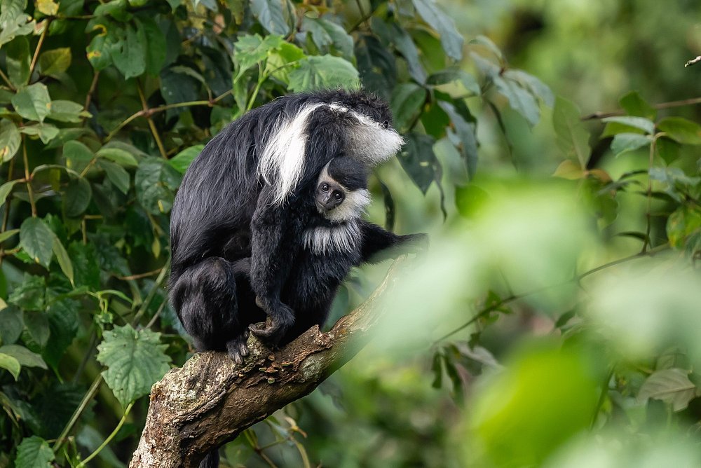 Hiking trails in Nyungwe Forest National Park
