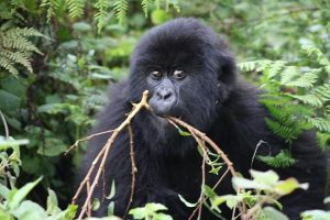 Gorilla trekking in Rwanda