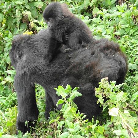 Gorilla trekking in Uganda