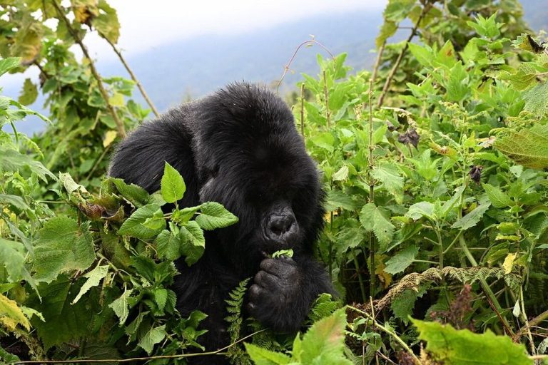 Gorilla Families in Rushaga Sector