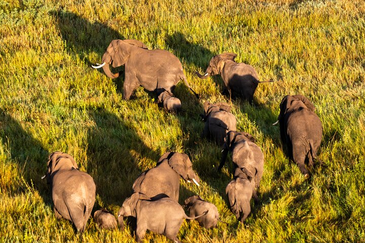 Wildlife in Tanzania