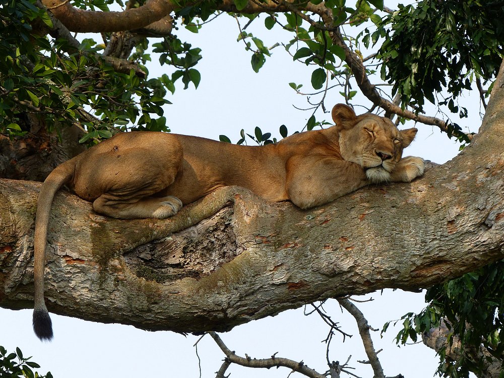 14 Days Uganda and Rwanda Birding Safari