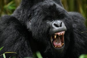5 Days Uganda gorilla safari