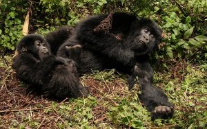 5 Days Uganda gorilla safari