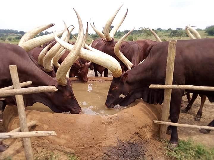 Cultural Experiences in Uganda and Rwanda