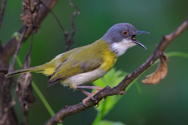 Rwanda gorilla trekking & birding safari