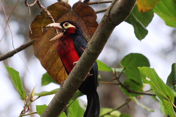 Rwanda gorilla trekking & birding safari