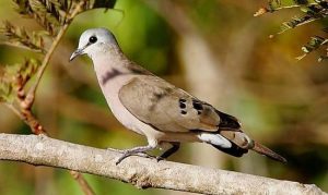 Birding safaris in Bwindi Forest