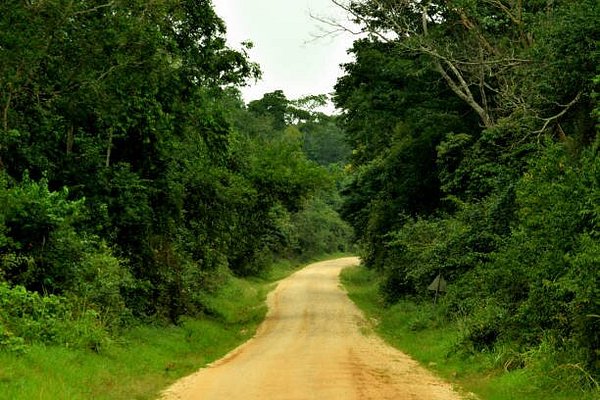 Low season gorilla trekking in Uganda