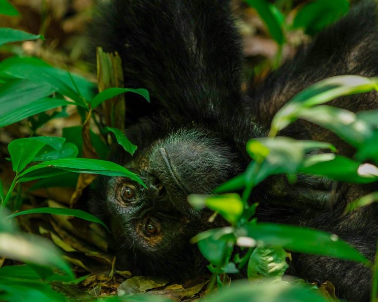 Uganda gorilla and chimpanzee trekking safari