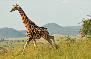 Murchison Falls National Park