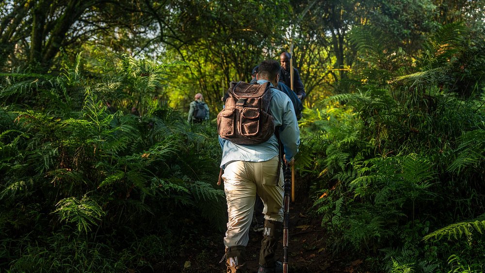 Gorilla Trekking safaris