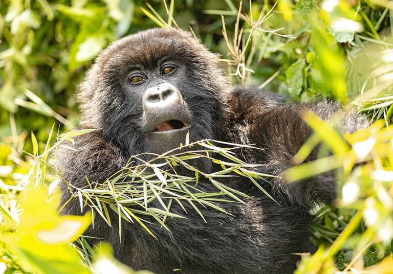Gorilla Trekking and Gorilla Habituation Combo in Uganda