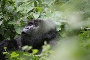 14 Days Uganda Butterflies, primates and wildlife safari