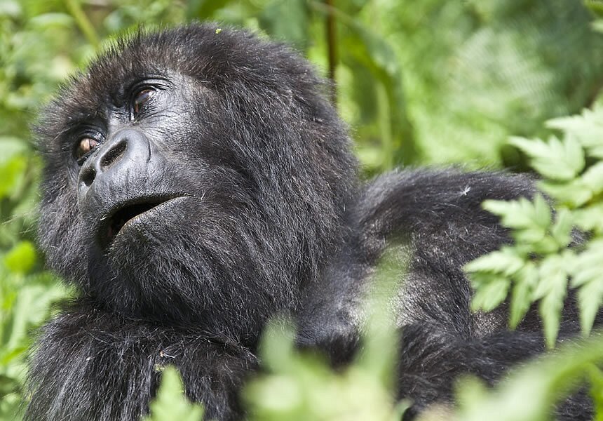 5 Days Bwindi Gorilla Trekking & Habituation safari