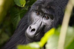 Gorilla trekking and birding safari