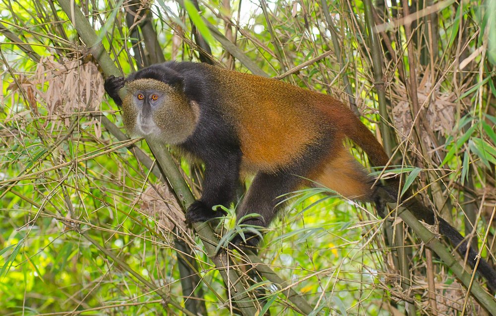 Gorilla and Golden Monkey Trekking in Uganda