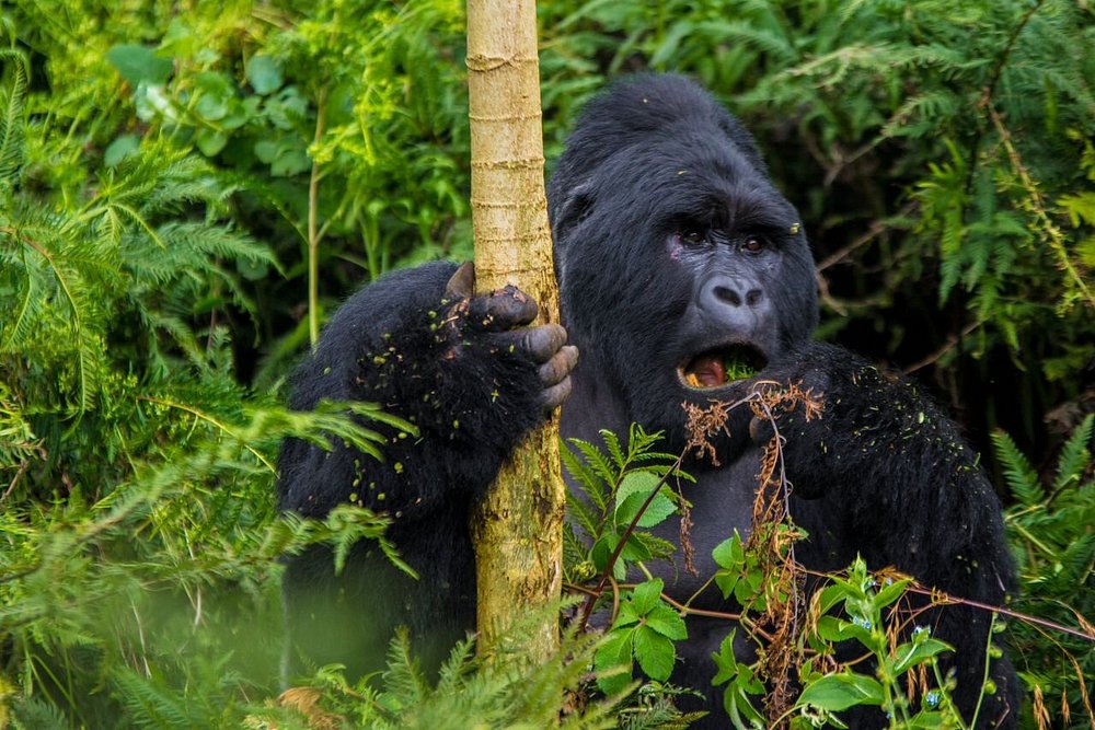 Cheapest Months For gorilla trekking in Uganda