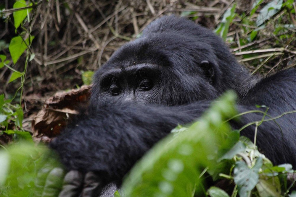 Gorilla and Golden Monkey Trekking in Uganda