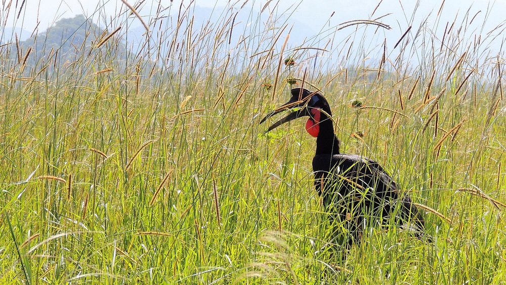 Private Uganda safaris