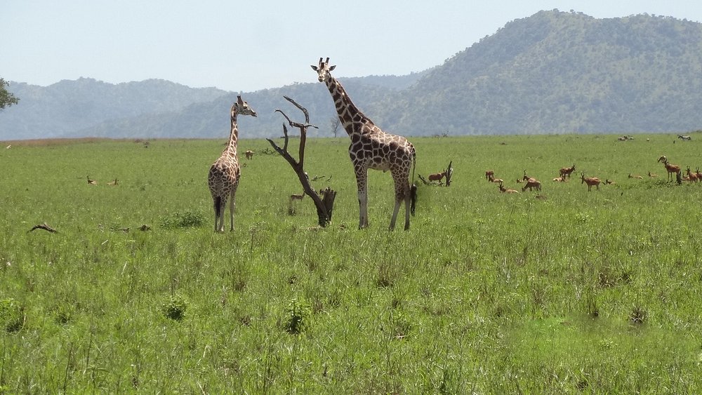 Private wildlife safaris in Uganda