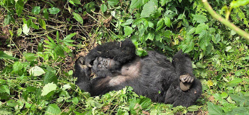 Rwanda gorilla trekking and birding safari