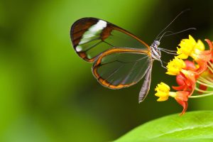 Butterfly Safaris in Uganda