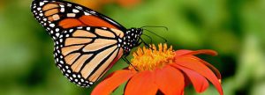 Butterfly tours in Uganda