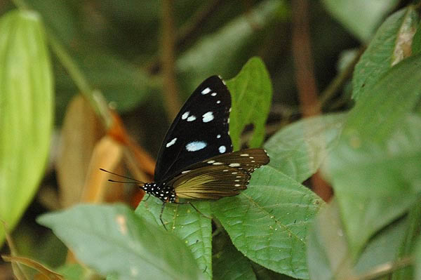 Butterfly safaris in Uganda