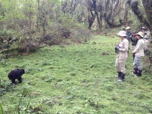 Gorilla Photography tips