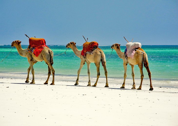 Camel riding on Diani Beach Kenya