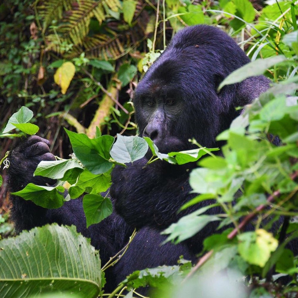 3 Days Rwanda Gorilla safari