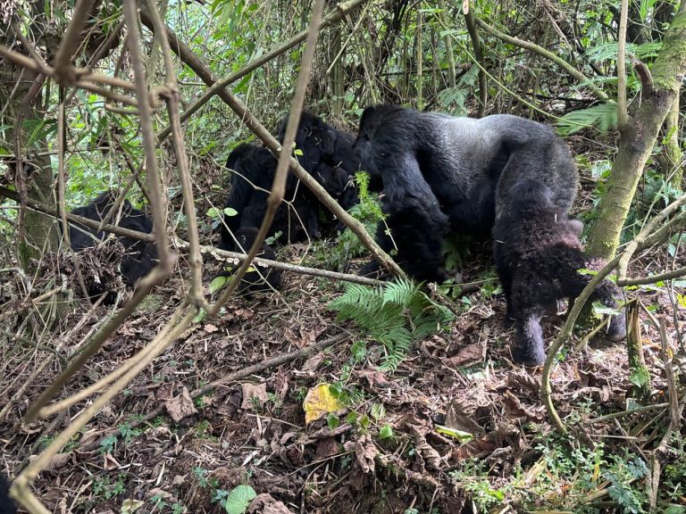 Gorilla Families in Rwanda