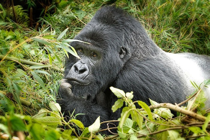 Rwanda gorilla safaris