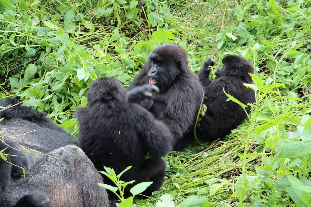 Rwanda gorilla families