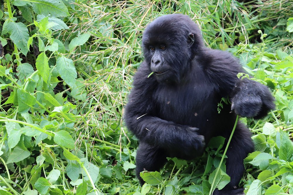 Gorilla Families in Rwanda