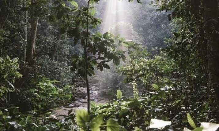 Mabira Forest Uganda
