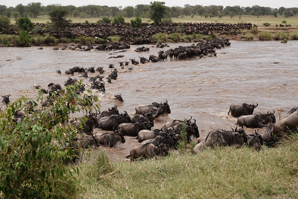 Mara River crossing wildebeest Kenya migration