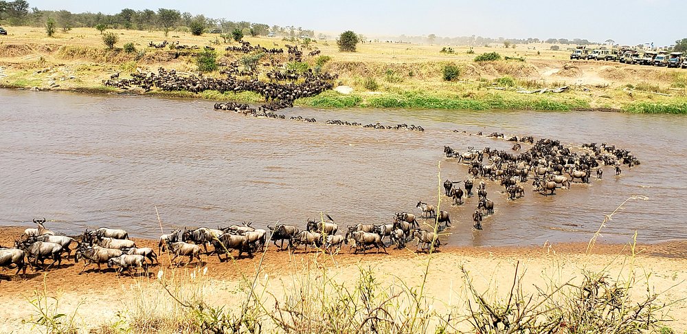 Mara River wildebeest crossing aerial view