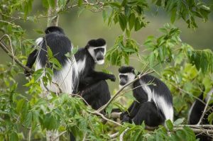 Mabira Forest