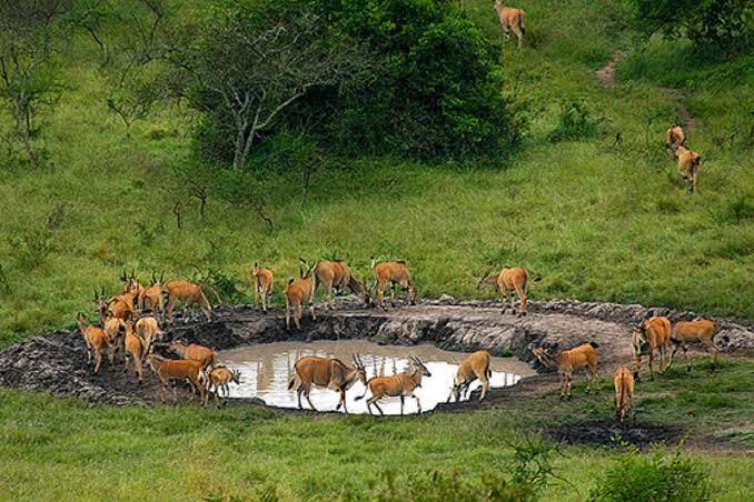 Walking Safaris in Lake Mburo National Park