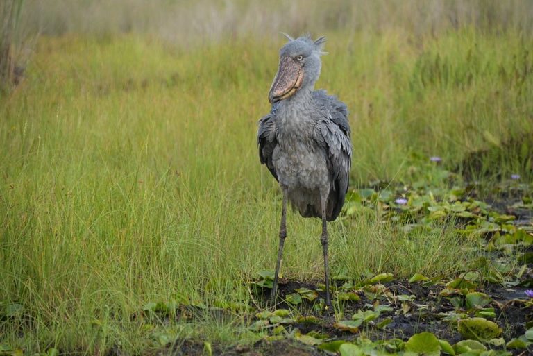 Best places to see shoebill stork in Uganda