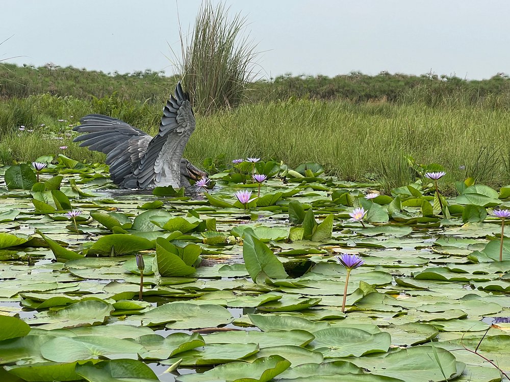 Best places to see shoebill stork in Uganda